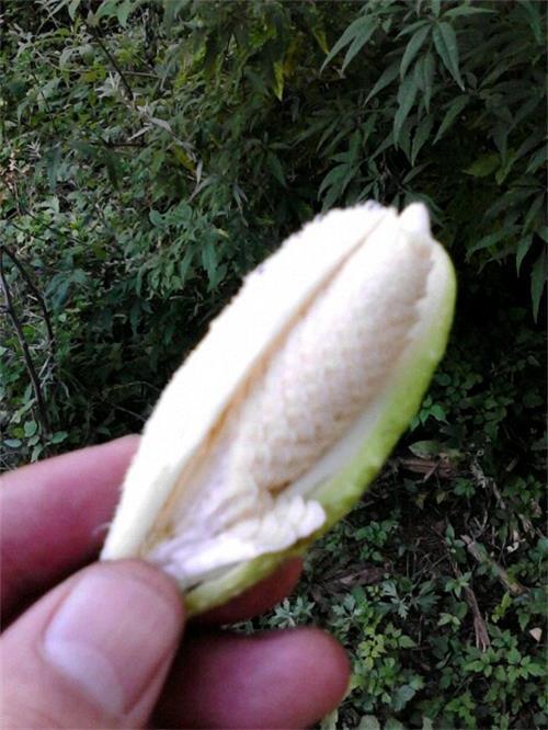 老瓜瓢的药用价值